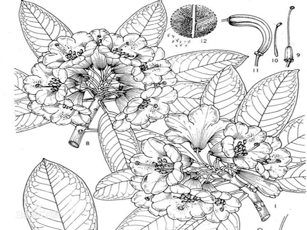 f.etforrestvar.mesopolium