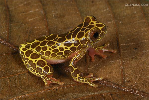  p>树蛙,无尾目树蛙科的1属,体多细长而扁,后肢长,吸盘大,指,趾间有