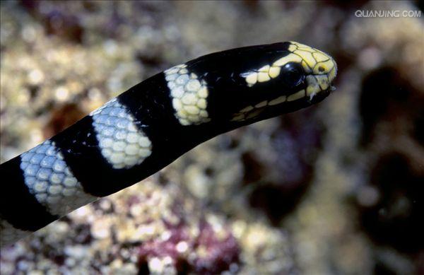 灰蓝扁尾海蛇