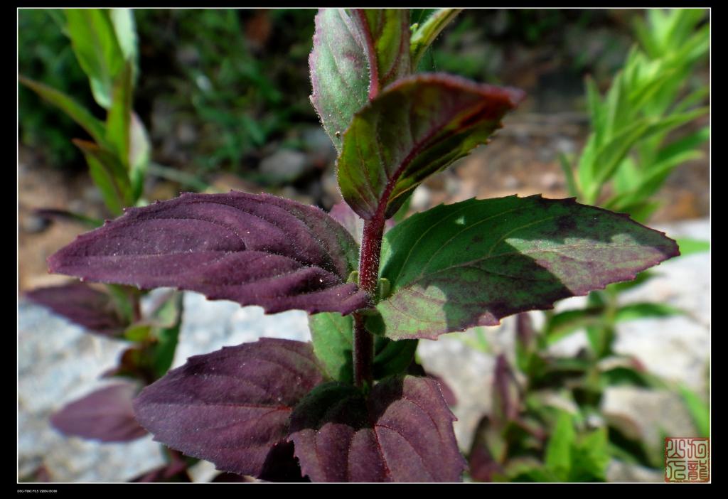  p> a href="#" data-lemmaid="5631238">长籽柳叶菜 /a>,拉丁文名