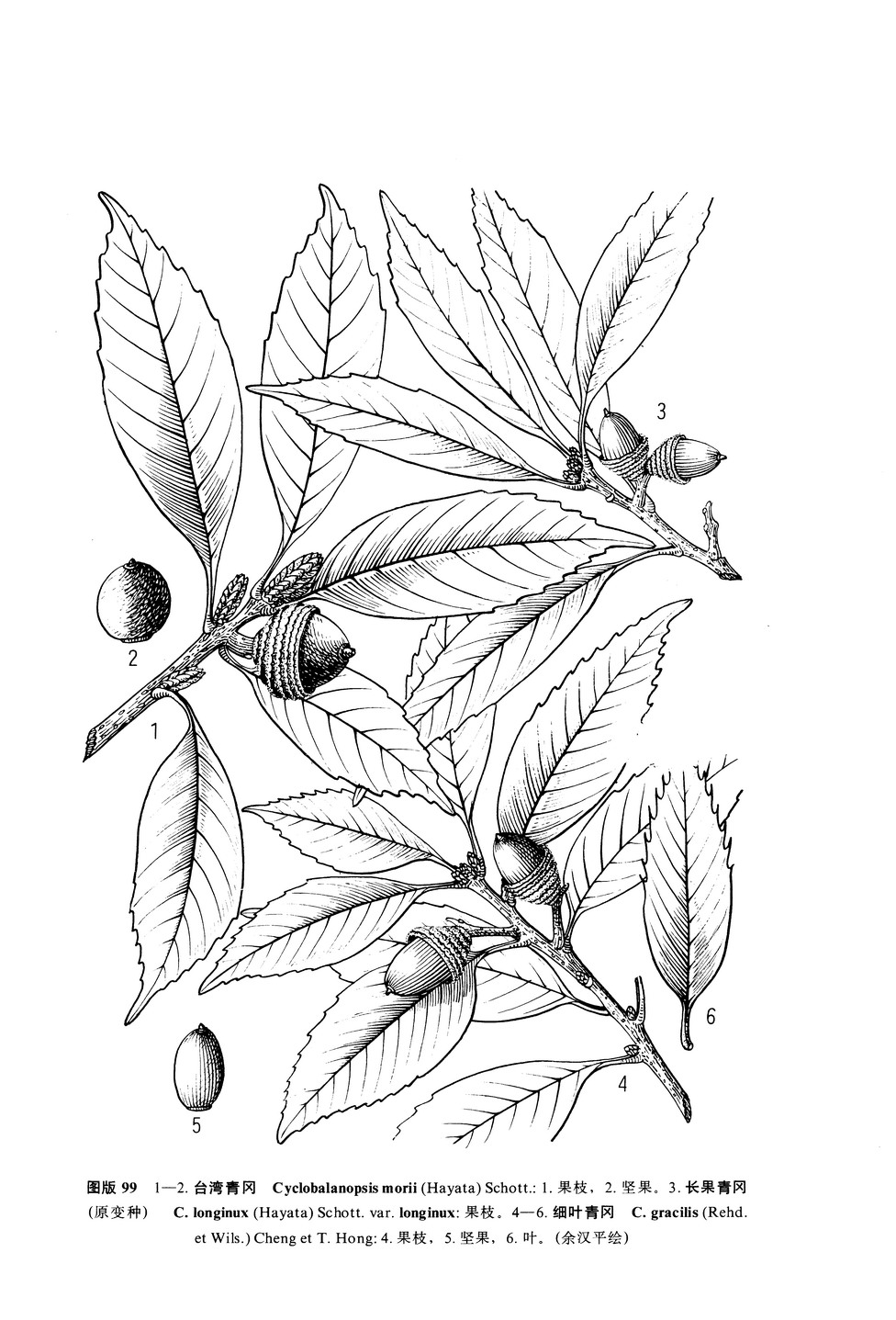 cyclobalanopsis longinux (hayata) schottky