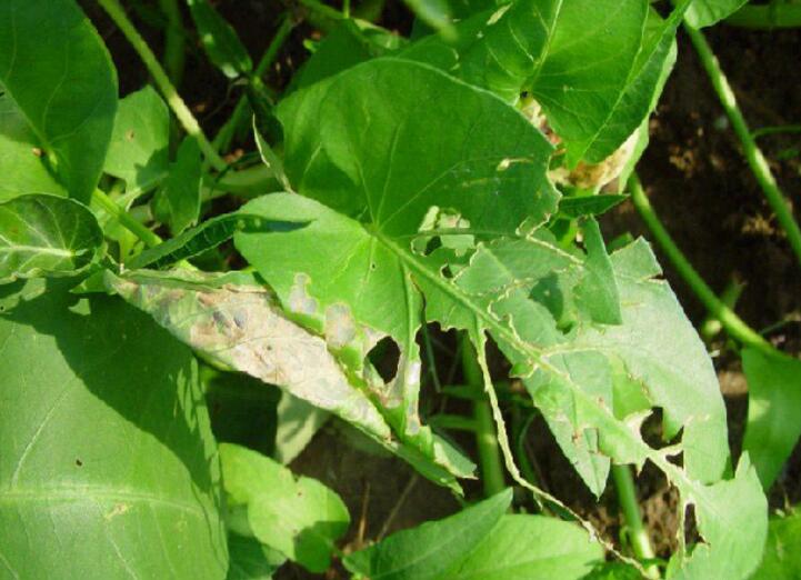  p data-id="go14r16ju9">昆虫名,为鳞翅目,麦蛾科.