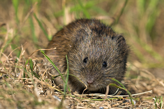  p>根田鼠荷兰亚种(学名: i>microtus oeconomus