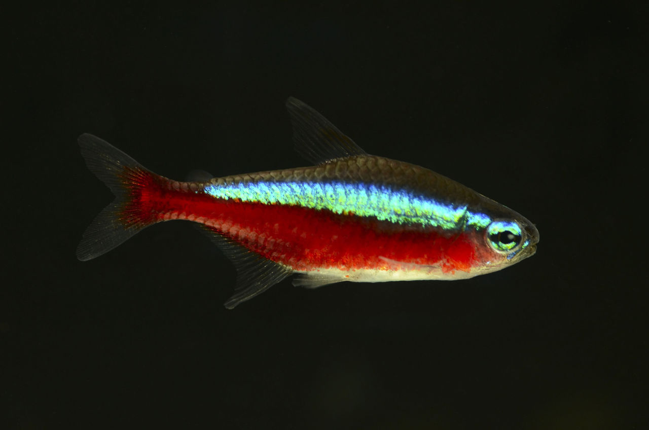  p data-id="gn5y4u52tt">别名:灯笼鱼,七星鱼,光鱼 /p> p data-id="