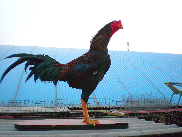 中原斗鸡