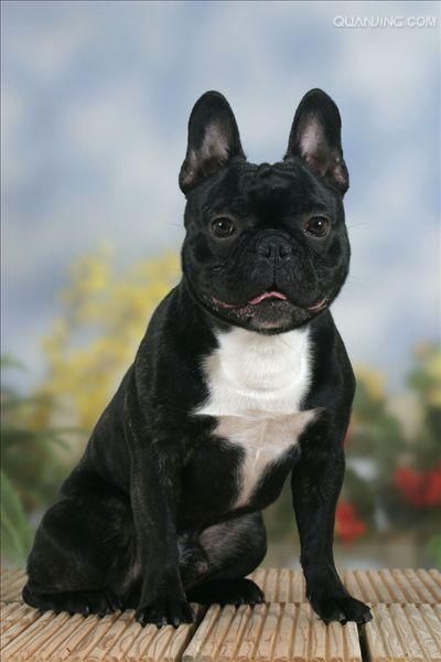 斗牛犬法国
