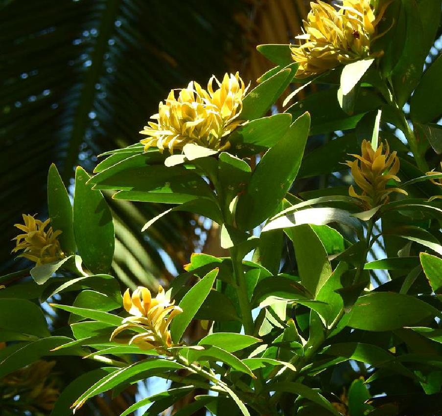  p>贝壳杉属(学名:agathis salisb.