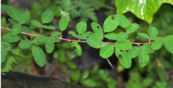  p>铁鞭草,中药名.