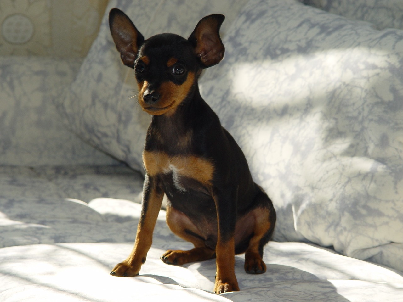  p>小型笃宾犬(德语为梗类)在迷你品犬产生的几世纪前,就已经出现在