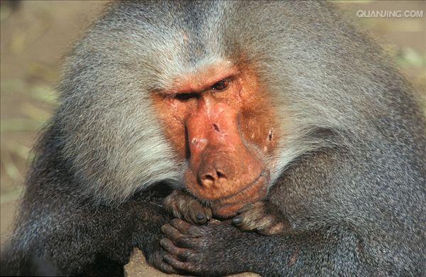  p>狒狒(学名: i>papio /i>):灵长目 a target="_blank" href="/item