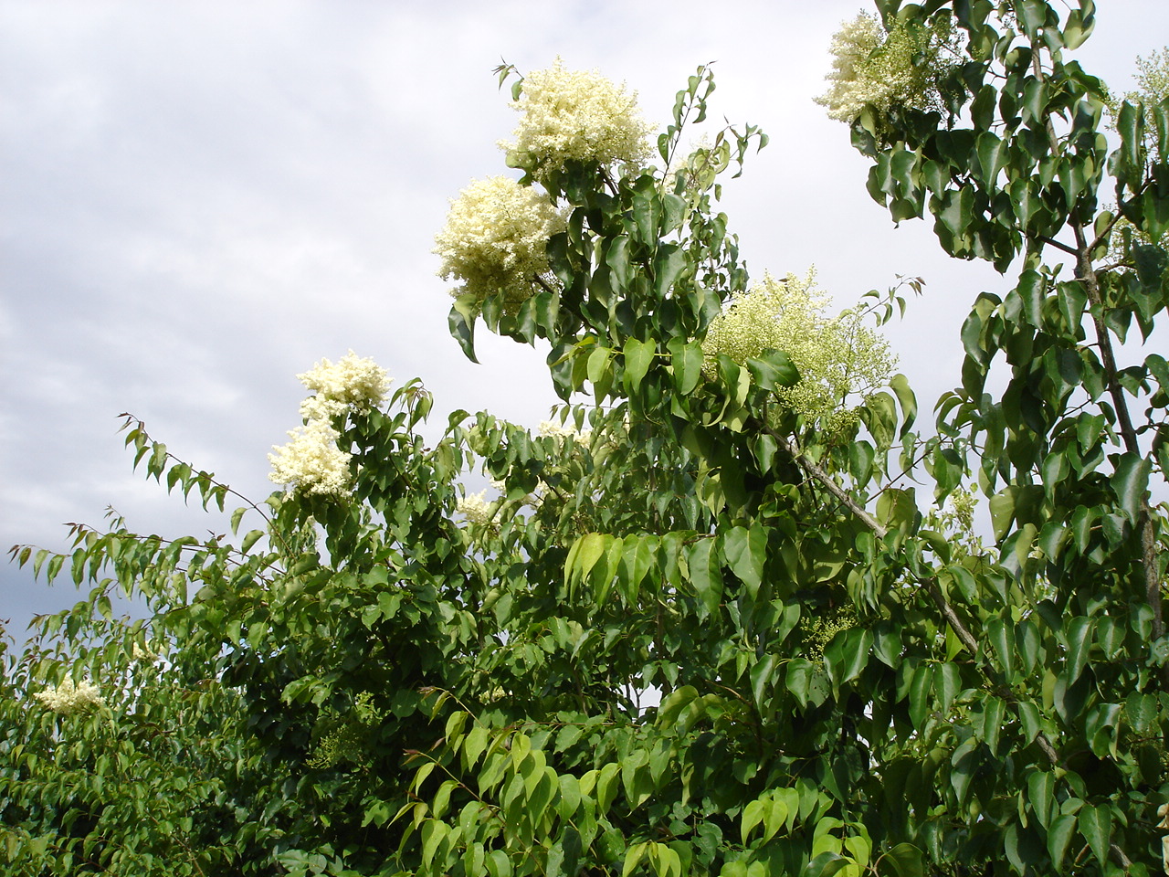 p> b>暴马丁香 /b>(学名: i>syringa reticulata /i> (blume) h.