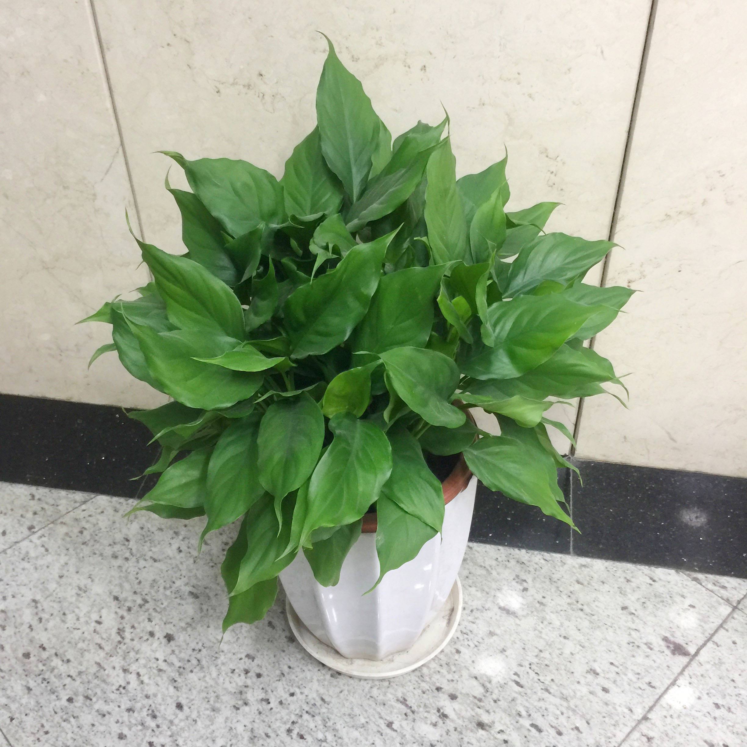  p>广东万年青(学名: i>aglaonema modestum /i>)别名粗肋草, a