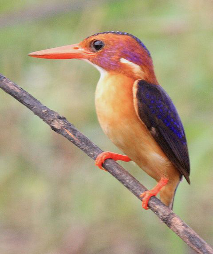 非洲俾格米三趾翠鸟