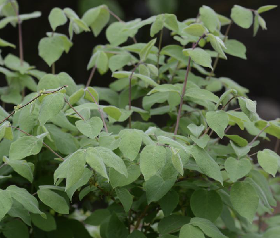  p>早花忍冬(学名: i>lonicera praeflorens  /i>batal.