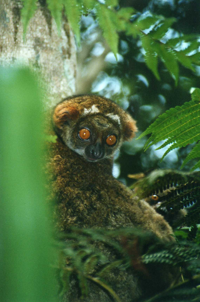 gmelins woolly lemur