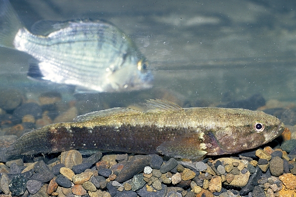  p>池沼浮游生物,是浅小的淡水域池沼的浮游生物.分布在干涸的池沼.