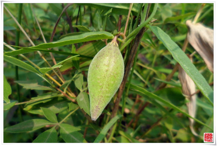  p data-id="gnwl6kczpq">女青者,汉代药名,以