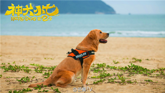 神犬小七第二季