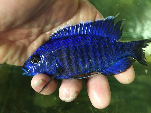  p>蓝钻石,蓝钻石孔雀 /p> p>拉丁名:aulonocara sp.