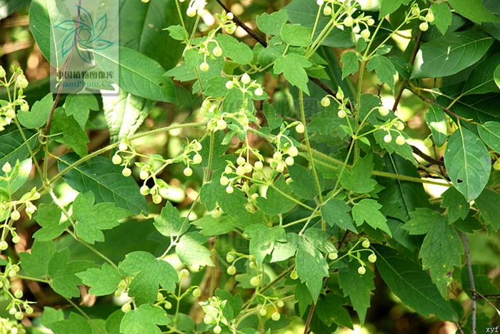  p data-id="gnasnefw63">金佛铁线莲( i>clematis gratopsis /i> w.