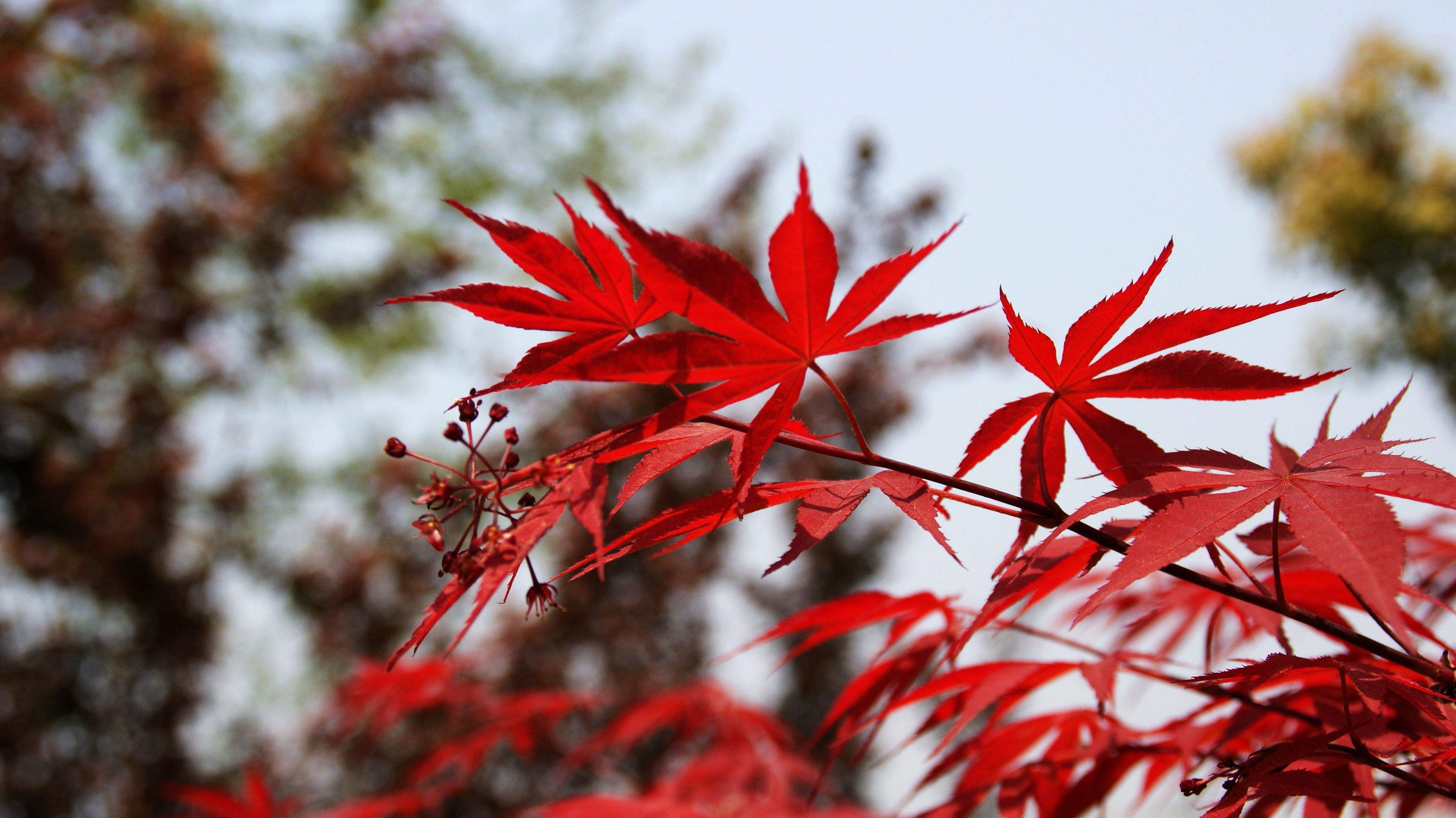 acer palmatum atropurpureum)是槭树科,槭属,鸡爪槭的一个品种