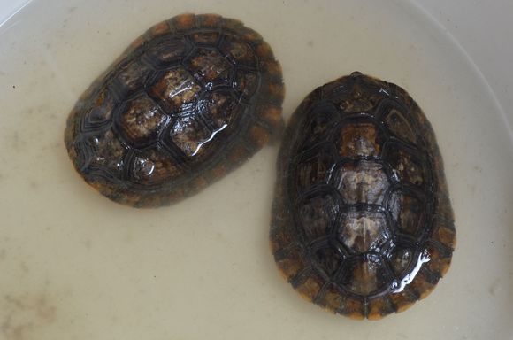  p data-id="go02dnvmwp">潘氏闭壳龟(学名: 