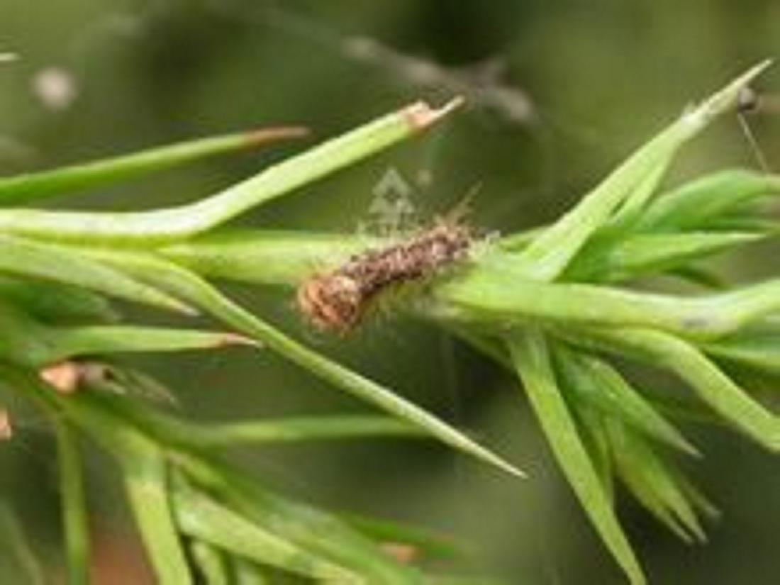  p>侧柏毒蛾( i>parocneria furva /i>&nbsp;leech,1888)属鳞翅目