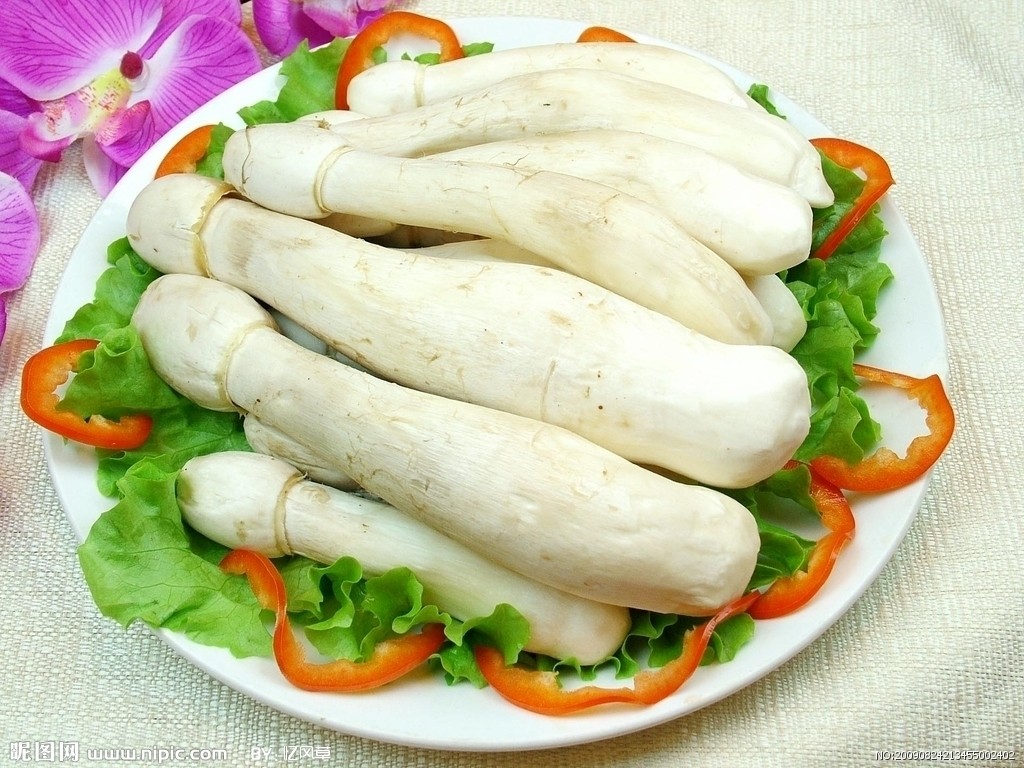 有机鸡腿菇栽培