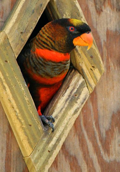  p>烟色吸蜜鹦鹉(学名:pseudeos fuscata)羽色鲜艳,鸟体主要是深褐色
