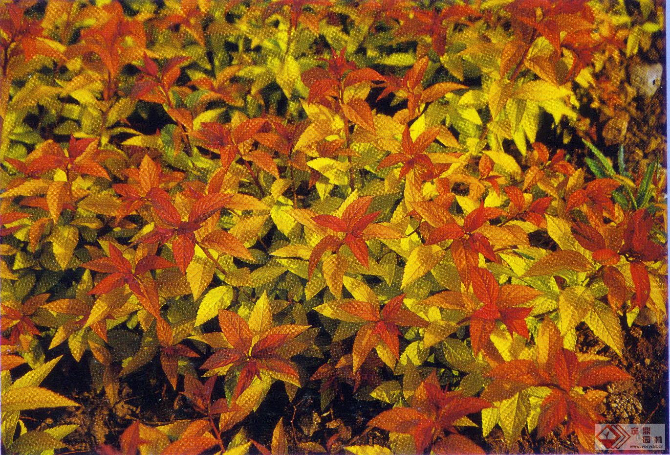  p>金焰绣线菊( i>spiraea x bumalda cv.