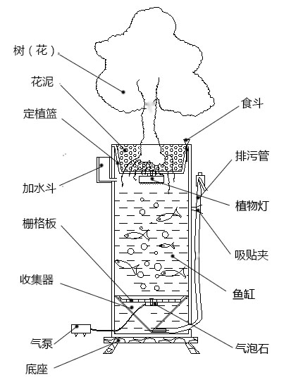 观赏性强,养护方便,花鱼和谐共生的生态养殖系统