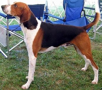 target="_blank" href="/item/英国猎狐犬/8301576" data-lemmaid="