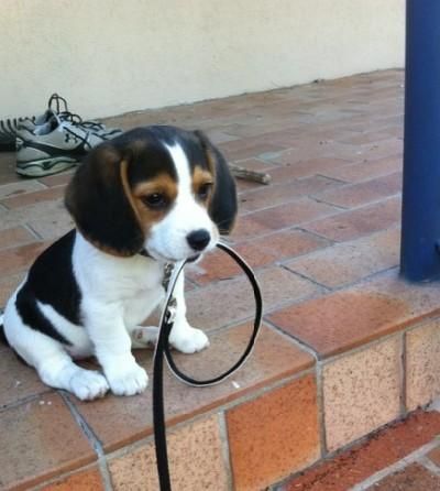 target="_blank" href="/item/英国猎狐犬/8301576" data-lemmaid="