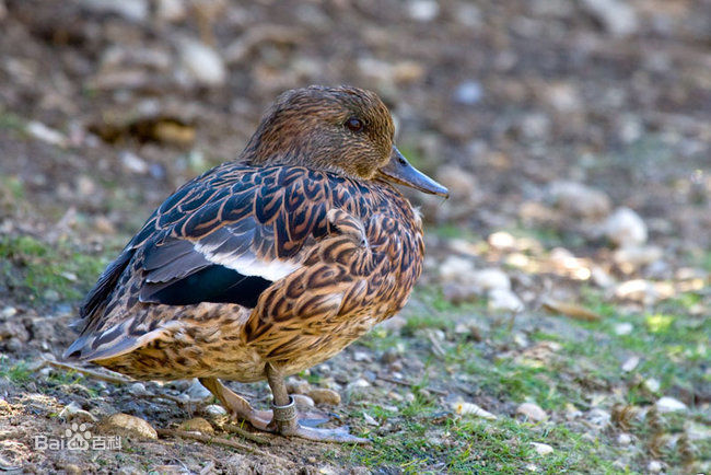  p>罗纹鸭(学名: i>anas falcata /i>)是中型鸭类,体型略较 a href="