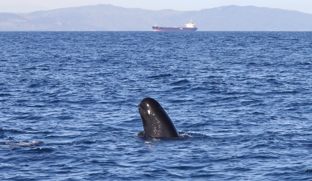  p>长肢领航鲸(学名:globicephala melas)又名大西洋领航鲸,黑圆头鲸