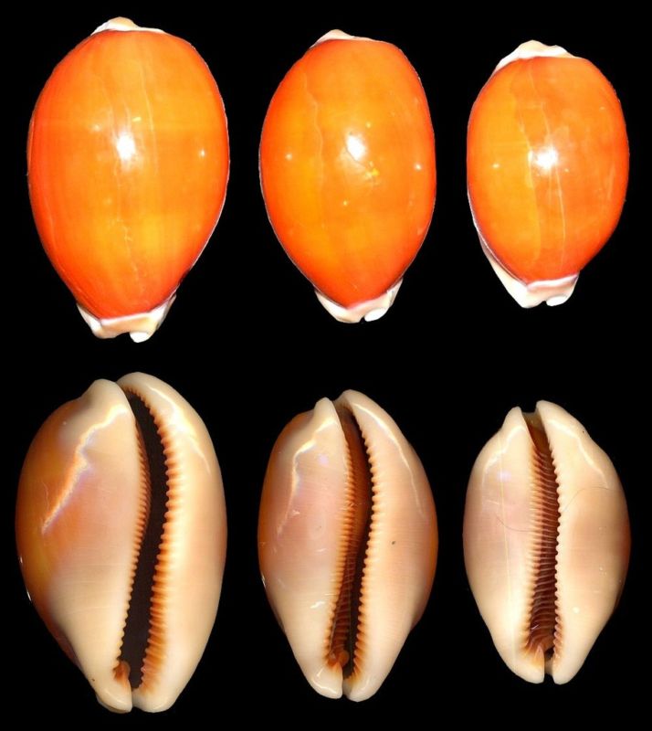  p>金珠宝螺(学名:pustularia globulus globulus)