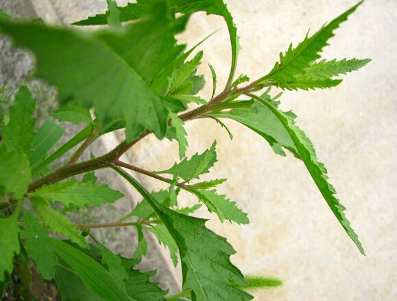 天仙草