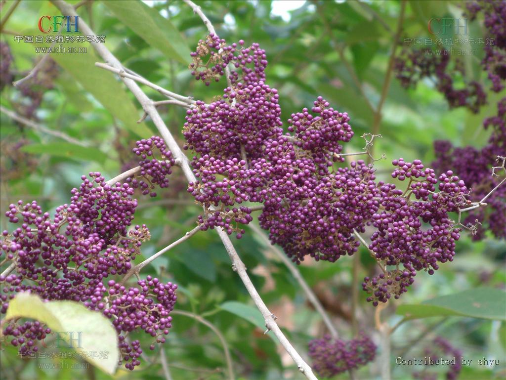 data-lemmaid="2951374">马鞭草科 /a>植物大叶紫珠callicarpa