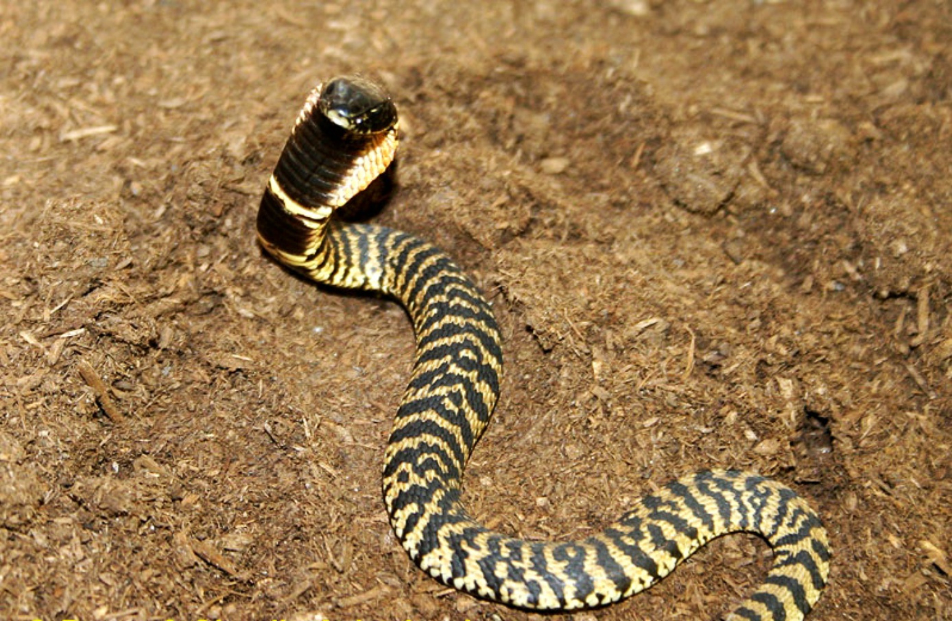  p>唾蛇(学名:hemachatus haemachatus)是蛇亚目眼镜蛇科下一个有毒的