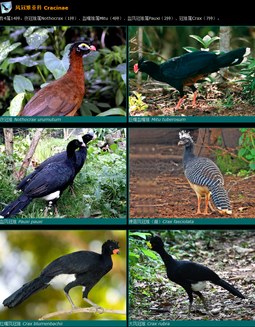 凤冠雉科