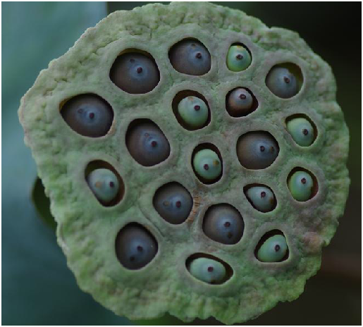 为睡莲科植物莲 i>nelumbo nucifera  /i>gaertn的老熟的果实.