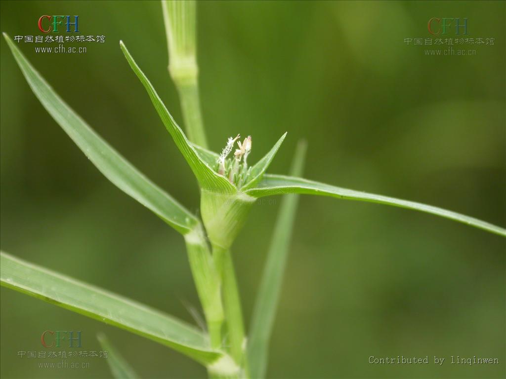 隐花草属, a target="_blank" href="/item/禾本科/2458872" data