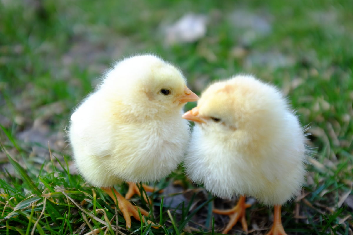 雏鸡