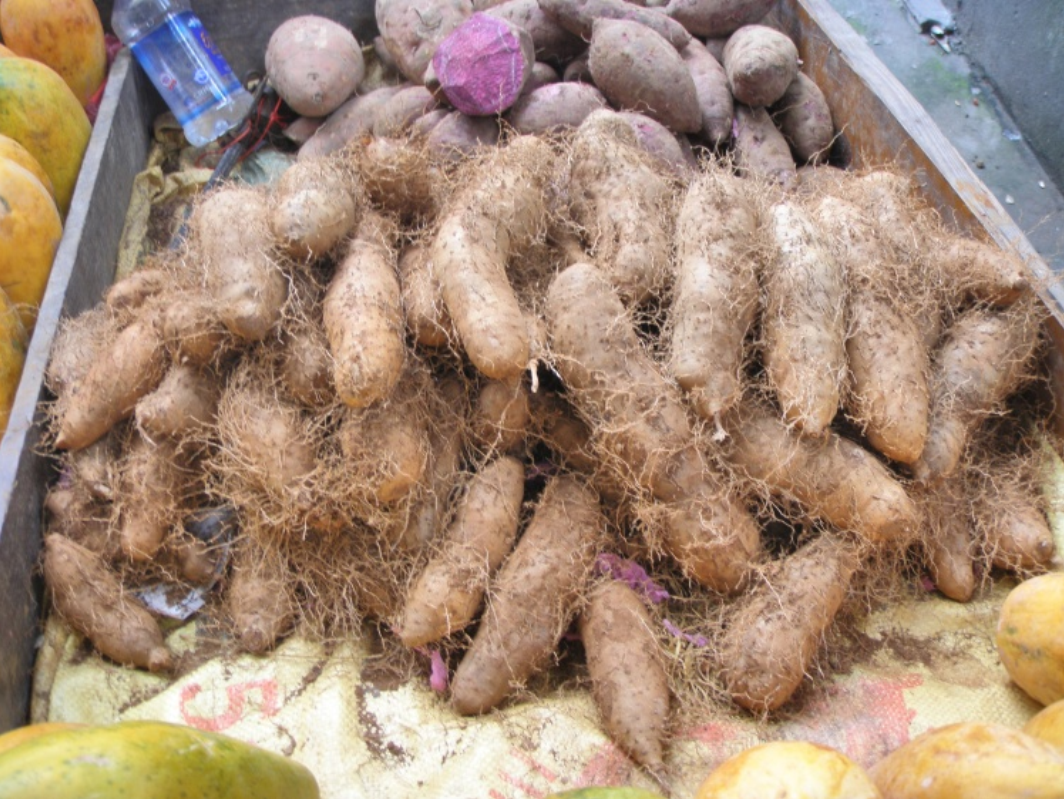  p>毛薯,中药名.为薯蓣科薯蓣属植物参薯 i>dioscorea alata /i> l.