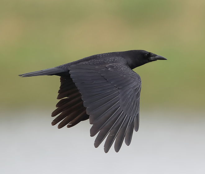  p>秃鼻乌鸦(学名: i>corvus frugilegus /i>)鸦科鸦属的物种,是一种