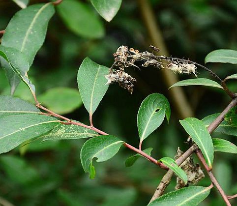  p>南川柳(学名: i>salix rosthornii /i> seemen )是杨柳科,柳属乔木