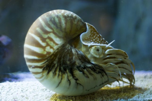  p>鹦鹉螺(学名:nautiloidea):是头足纲,鹦鹉螺科的海洋 a href="#">