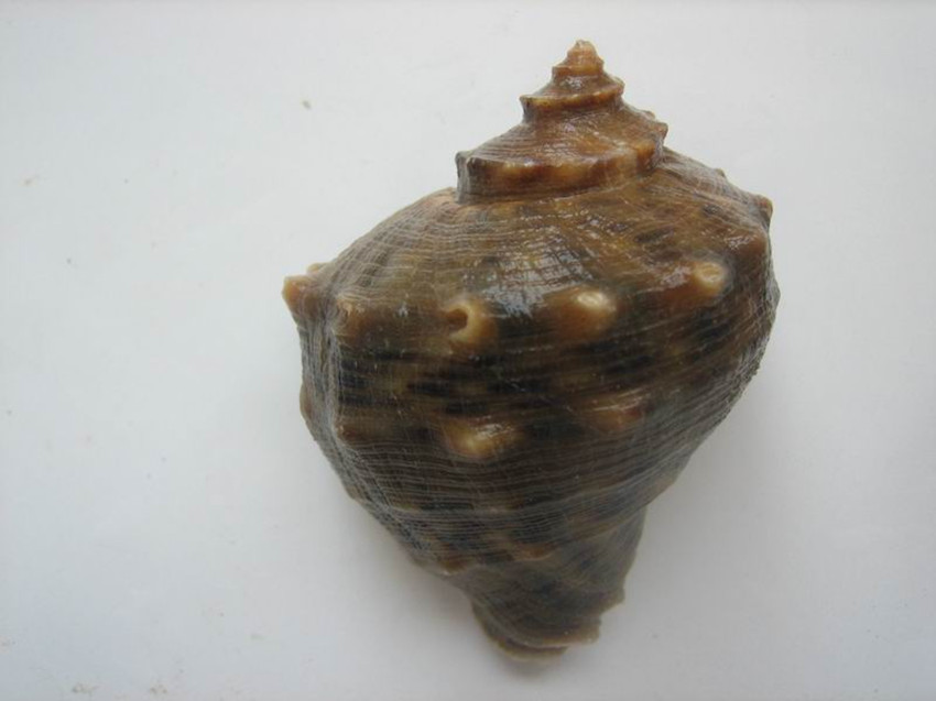  p>脉红螺,俗称"海螺",在我国渤海,黄海和东海均有分布,具有较高的