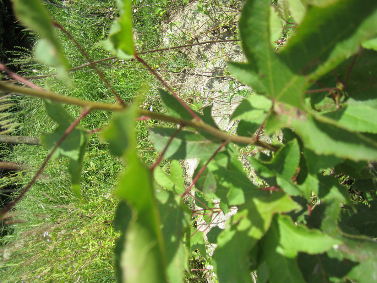 kochia scoparia (l.) schrad.