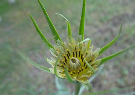  p>蒜叶婆罗门参(学名: i>tragopogon porrifolius /i> l.